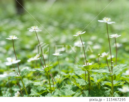白い小さな花　二輪草 115467295