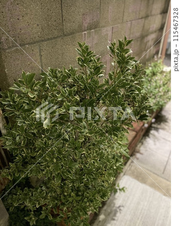 月夜に照らされる雑草 115467328