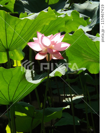 大賀ハスの花が咲く 115467419