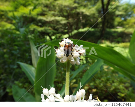 マメコガネが花に来た 115467441