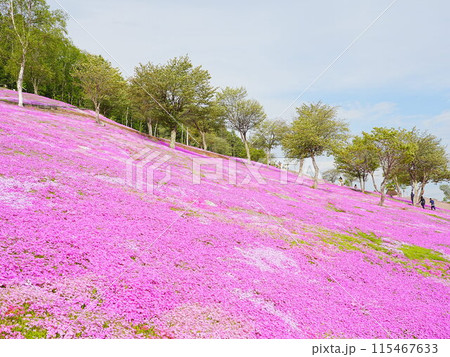 北海道の絶景  芝ざくら滝上公園の風景 115467633