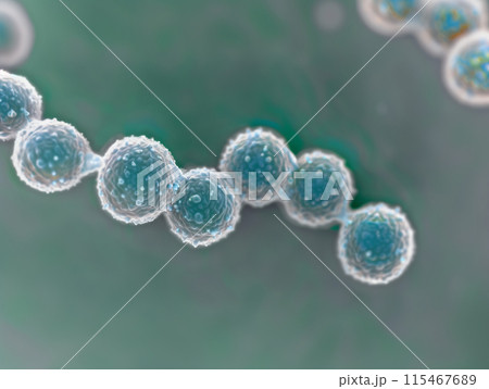 電子顕微鏡で撮影された連鎖球菌のイメージ 115467689