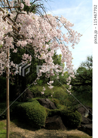 姫路城西御屋敷跡庭園「好古園」 桜の咲く春の日本庭園 姫路城西御屋敷跡庭園「好古園」 桜の咲く春の日本庭園 115467702