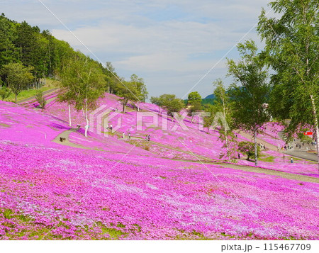 北海道の絶景  芝ざくら滝上公園の風景 115467709