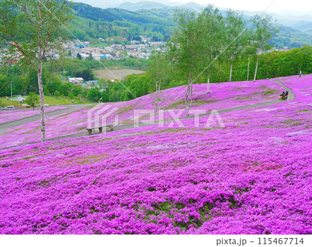 北海道の絶景  芝ざくら滝上公園の風景 115467714