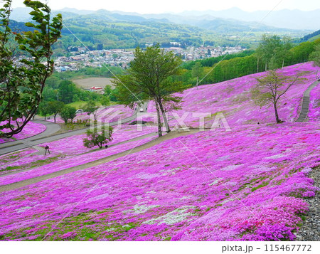 北海道の絶景  芝ざくら滝上公園の風景 115467772
