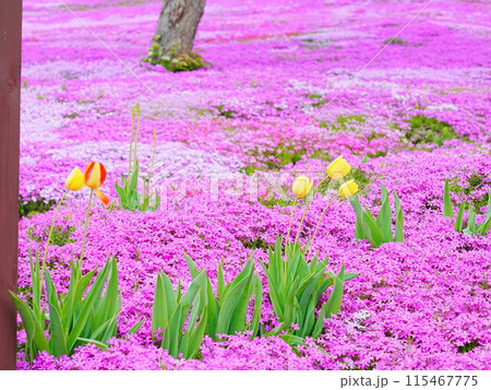 北海道の絶景  芝ざくら滝上公園の風景 115467775