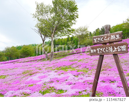 北海道の絶景  芝ざくら滝上公園の風景 115467827
