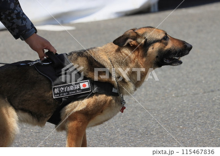 不審者に向けて動き出す警備犬　 115467836