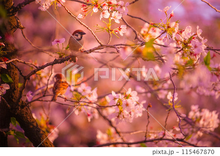 桜と雀 115467870