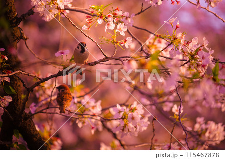 桜と雀 桜と雀 115467878