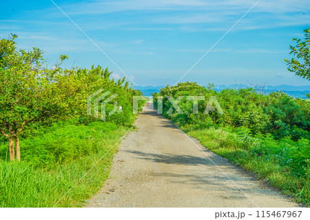 秋田の田園風景 秋田の田園風景 115467967