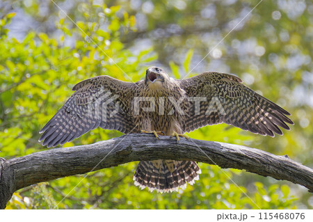 巣立ちして親鳥を呼ぶハヤブサ幼鳥 115468076