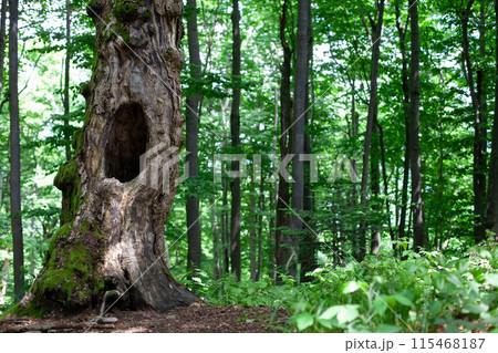 Old Tree Trunk with Hollow in Forest Old Tree Trunk with Hollow in Forest 115468187