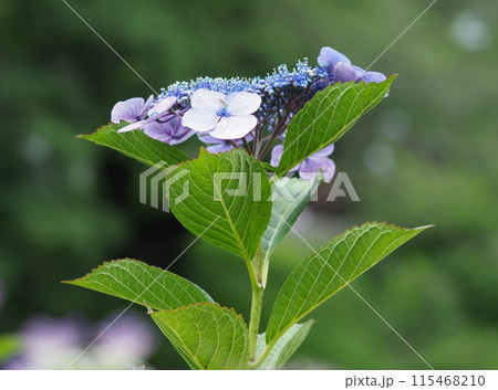 紫陽花 115468210
