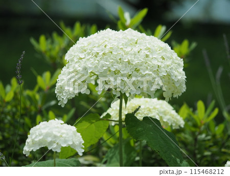 紫陽花 115468212