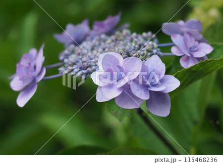 紫陽花 紫陽花 115468236