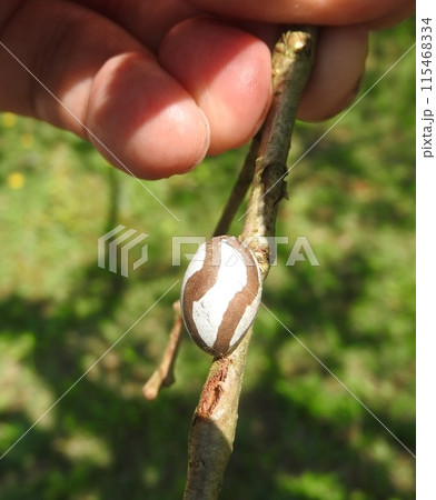木の枝に固着したイラガの繭 115468334