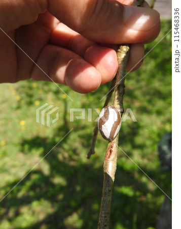 木の枝に固着したイラガの繭 115468336