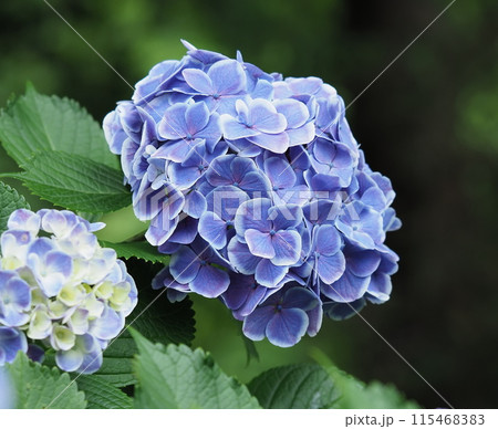 紫陽花 115468383