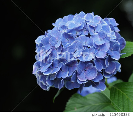 紫陽花 115468388