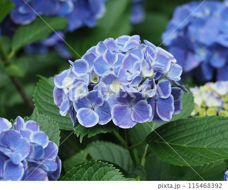 紫陽花 115468392