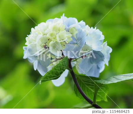 紫陽花 紫陽花 115468425