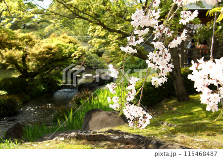 姫路城西御屋敷跡庭園「好古園」　桜の咲く春の日本庭園　 115468487
