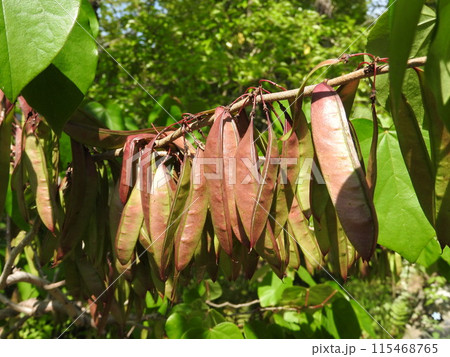 ハナズオウ（花蘇芳）の果実 115468765