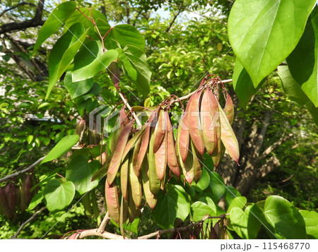 ハナズオウ(花蘇芳)の果実 ハナズオウ(花蘇芳)の果実 115468770