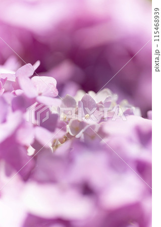 アジサイ 115468939