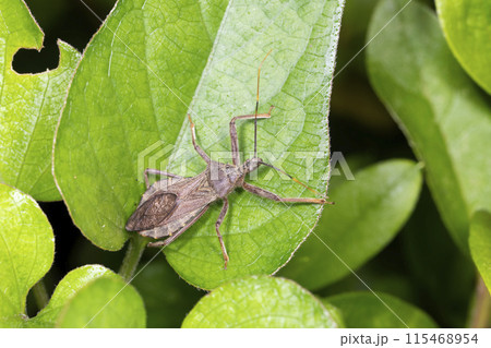 オオトビサシガメ 115468954