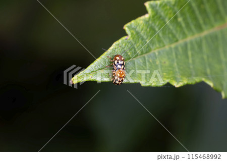 キボシツツハムシ キボシツツハムシ 115468992