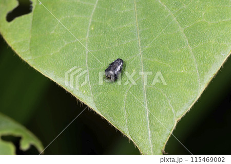 クズノチビタマムシ 115469002