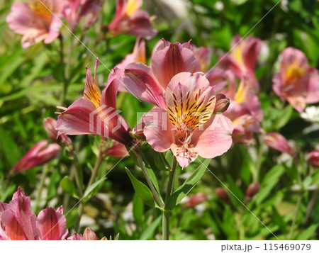 花束やフラワーアレンジに多く利用される「アルストロメリア」 花束やフラワーアレンジに多く利用される「アルストロメリア」 115469079