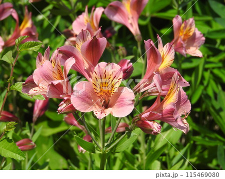 花束やフラワーアレンジに多く利用される「アルストロメリア」 115469080