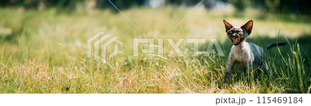 Young Gray Devon Rex Kitten Meowing In Green Grass. Short-haired Cat Of English Breed Young Gray Devon Rex Kitten Meowing In Green Grass. Short-haired Cat Of English Breed 115469184