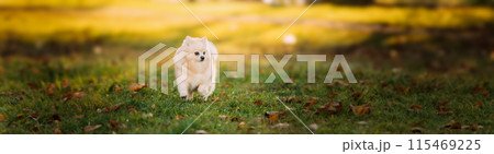 Adult White Pomeranian Spitz Dog Walking Outdoor In Autumn Grass Adult White Pomeranian Spitz Dog Walking Outdoor In Autumn Grass 115469225