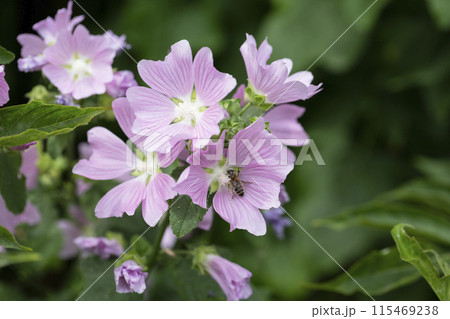 Malva sylvestris pink flowers. Common mallow (Malva sylvestris) flowers. Wild Mallow Malva sylvestris. Malva sylvestris pink flowers. Common mallow (Malva sylvestris) flowers. Wild Mallow Malva sylvestris. 115469238