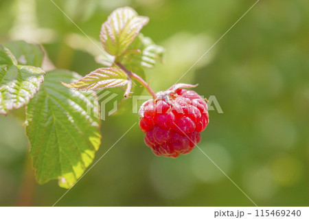 Close up juicy fresh raspberries growing on stems 115469240