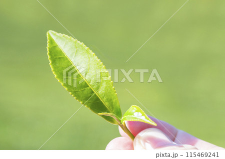 green tea leaf in hand on background of mountains. Harvesting tea by farmer hand, harvesting every morning on green organic farm, 115469241