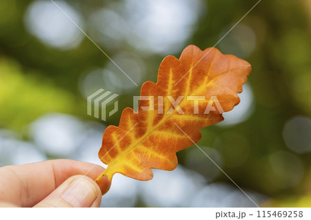 Close up of hand holding backlit oak leaf on a fall day in the forest. Close up of hand holding backlit oak leaf on a fall day in the forest. 115469258