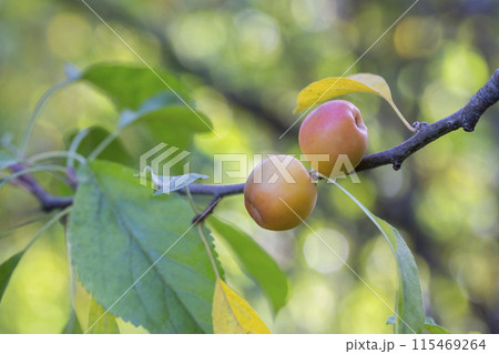 Crabapple tree full of green apple fruits. Malus baccata. Small apples on a branch in the garden, selective focus. Crabapple tree full of green apple fruits. Malus baccata. Small apples on a branch in the garden, selective focus. 115469264