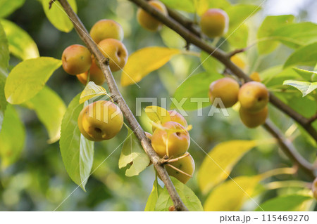 Crabapple tree full of green apple fruits. Malus baccata. Small apples on a branch in the garden, selective focus. Crabapple tree full of green apple fruits. Malus baccata. Small apples on a branch in the garden, selective focus. 115469270