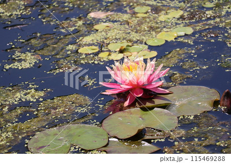 緑の葉とピンクの花びらのスイレンの花が咲く池の水面の風景 115469288