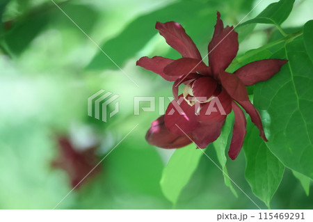 緑の葉と濃い赤色の花びらのカリカンカスの花をアップに撮影した花木の風景 115469291