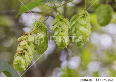 Hop cones grow on the stem of the plant Hop cones grow on the stem of the plant 115469308