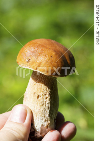 Boletus edulis or porcini mushroom in a woman's hand against the background of small fir trees in the summer forest. 115469320