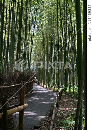 竹林の小径 竹林の小径 115469335