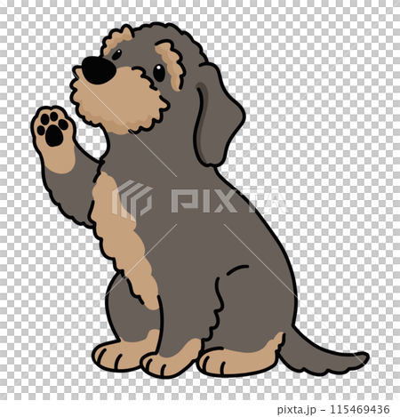 Wirehaired Dachshund giving a paw (with main line) 115469436